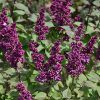 Virtual Violet Lilac #2 - Image 2
